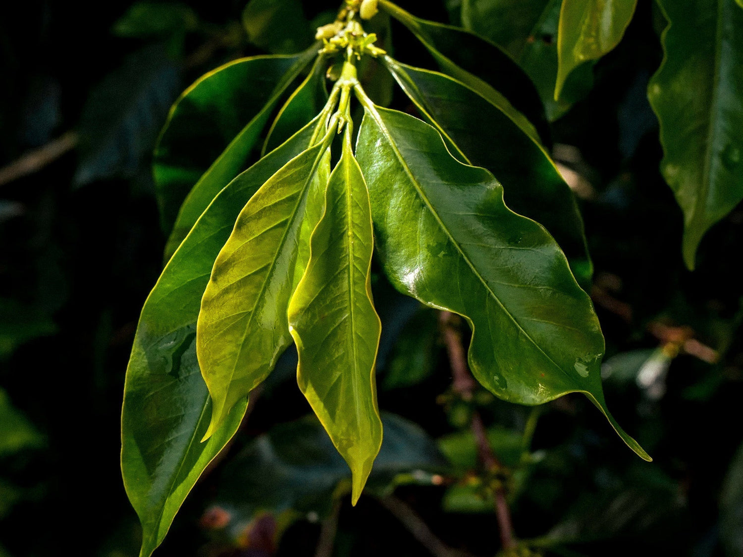 Debunking Decaf: Is It Good Now?