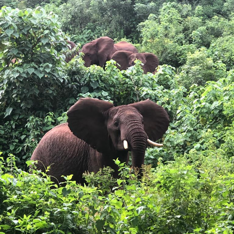 Ngila AA - Tanzania
