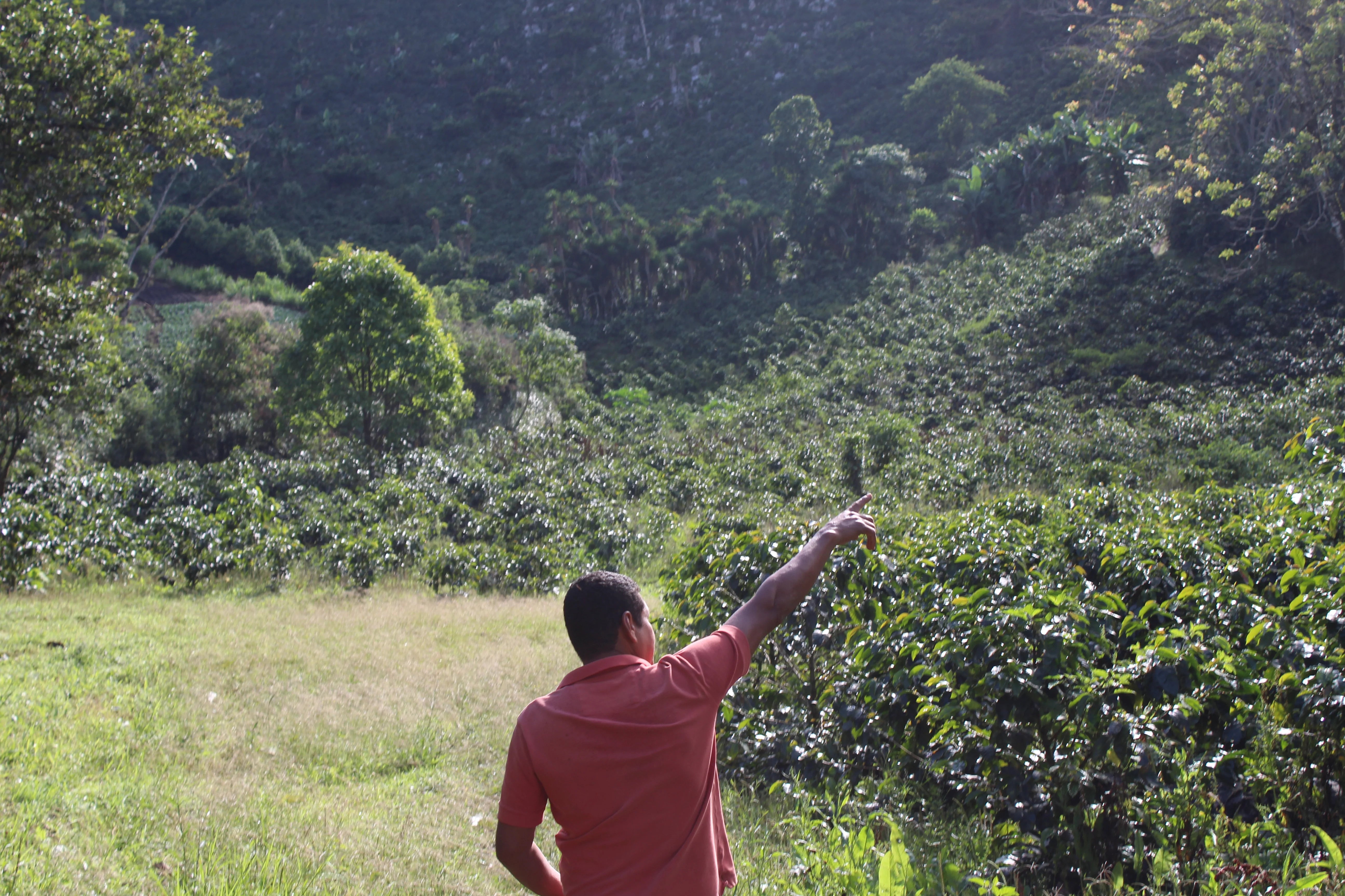 Ilama - Honduras