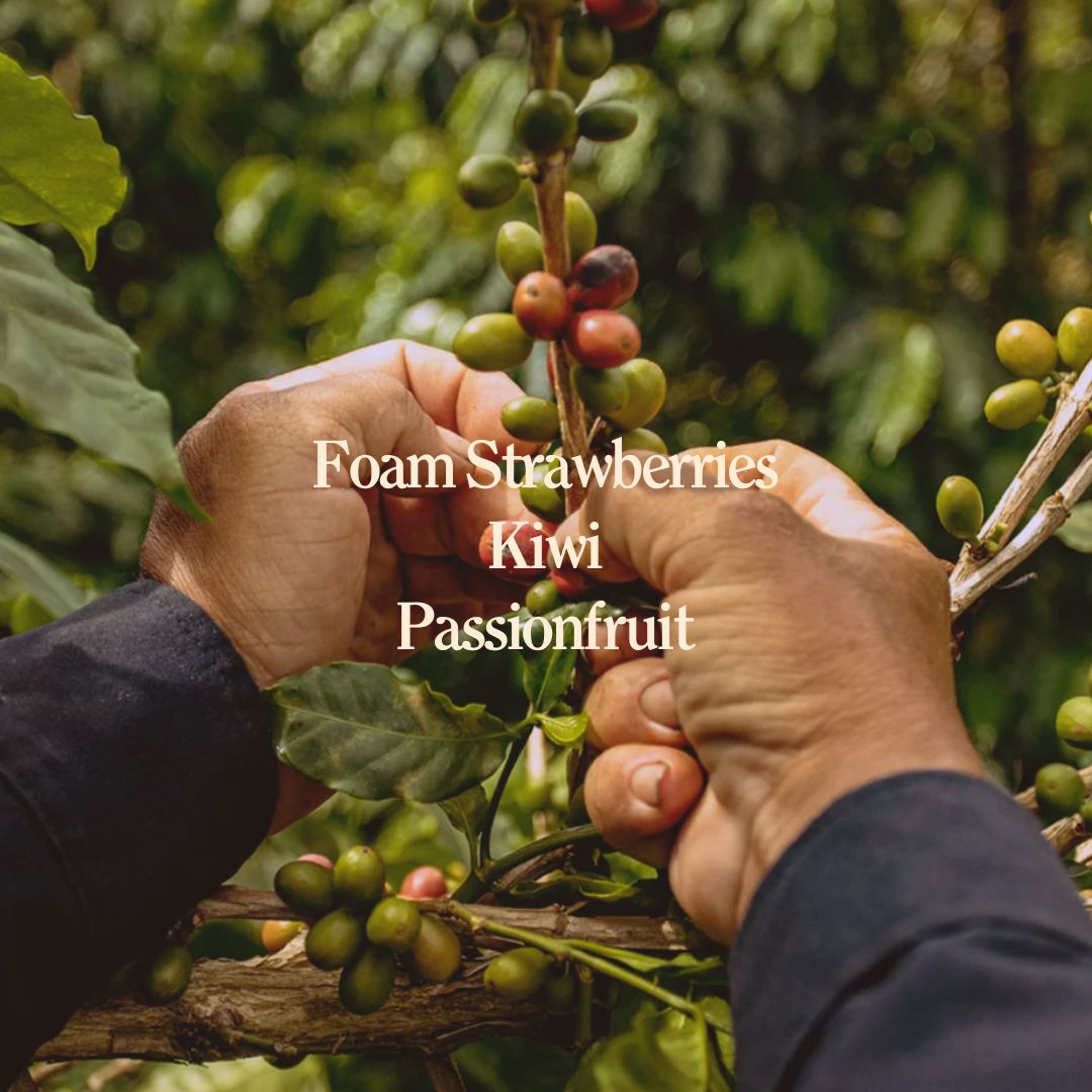 Juicy Strawberry - Fruit Infusion, Colombia