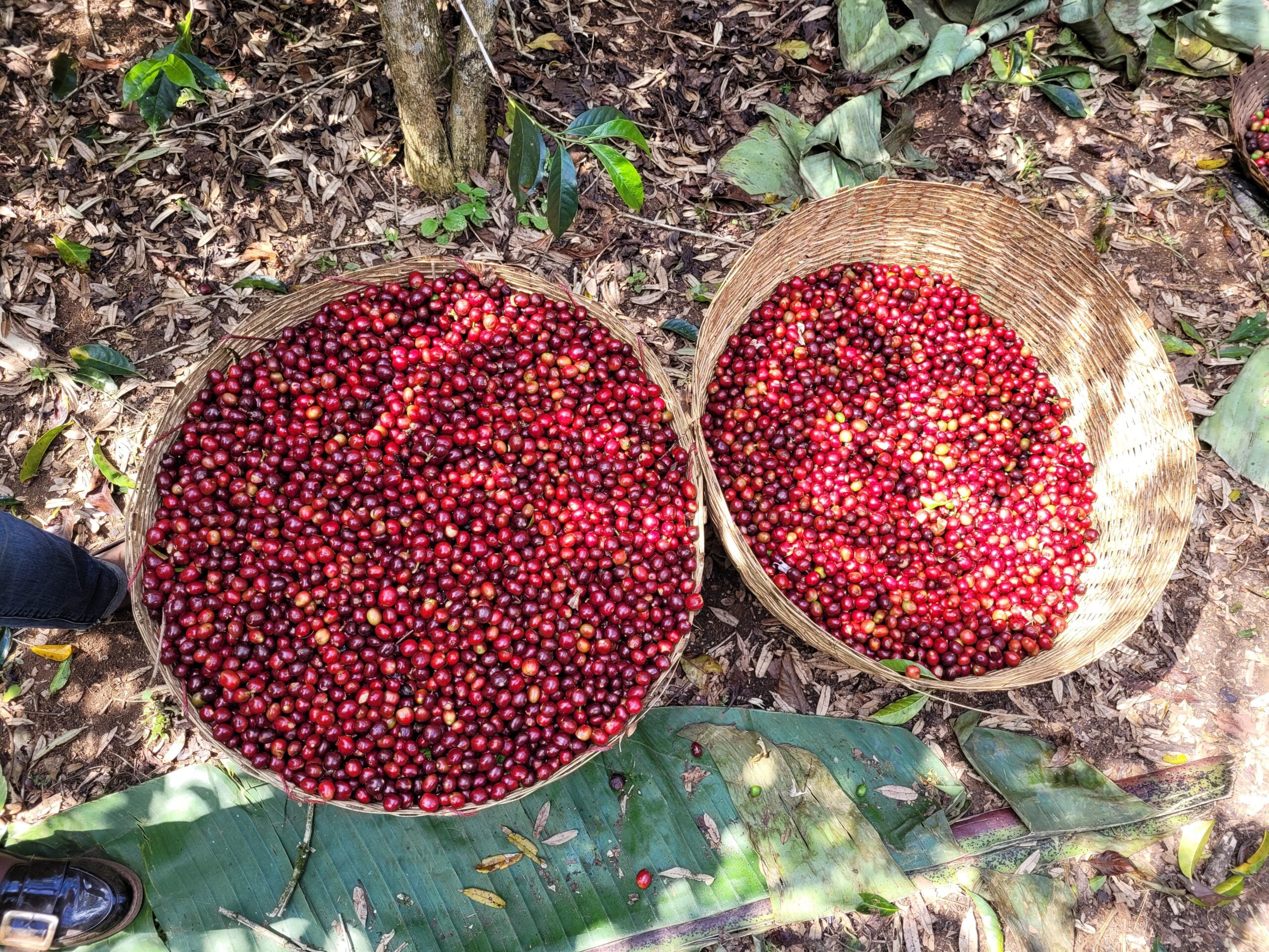 Arsi Refisa - Ethiopia