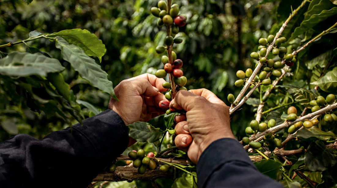 Condor Decaf - Colombia