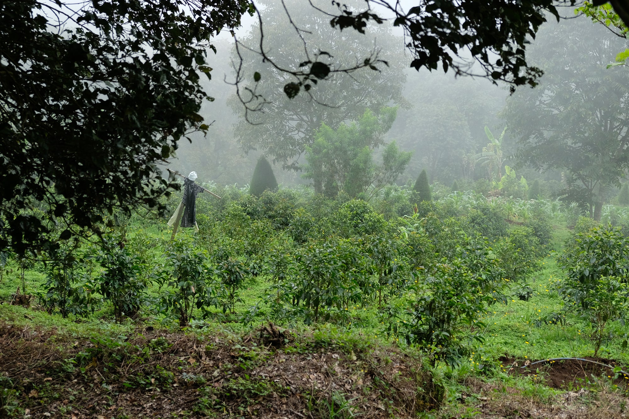 La Isabela - Costa Rica