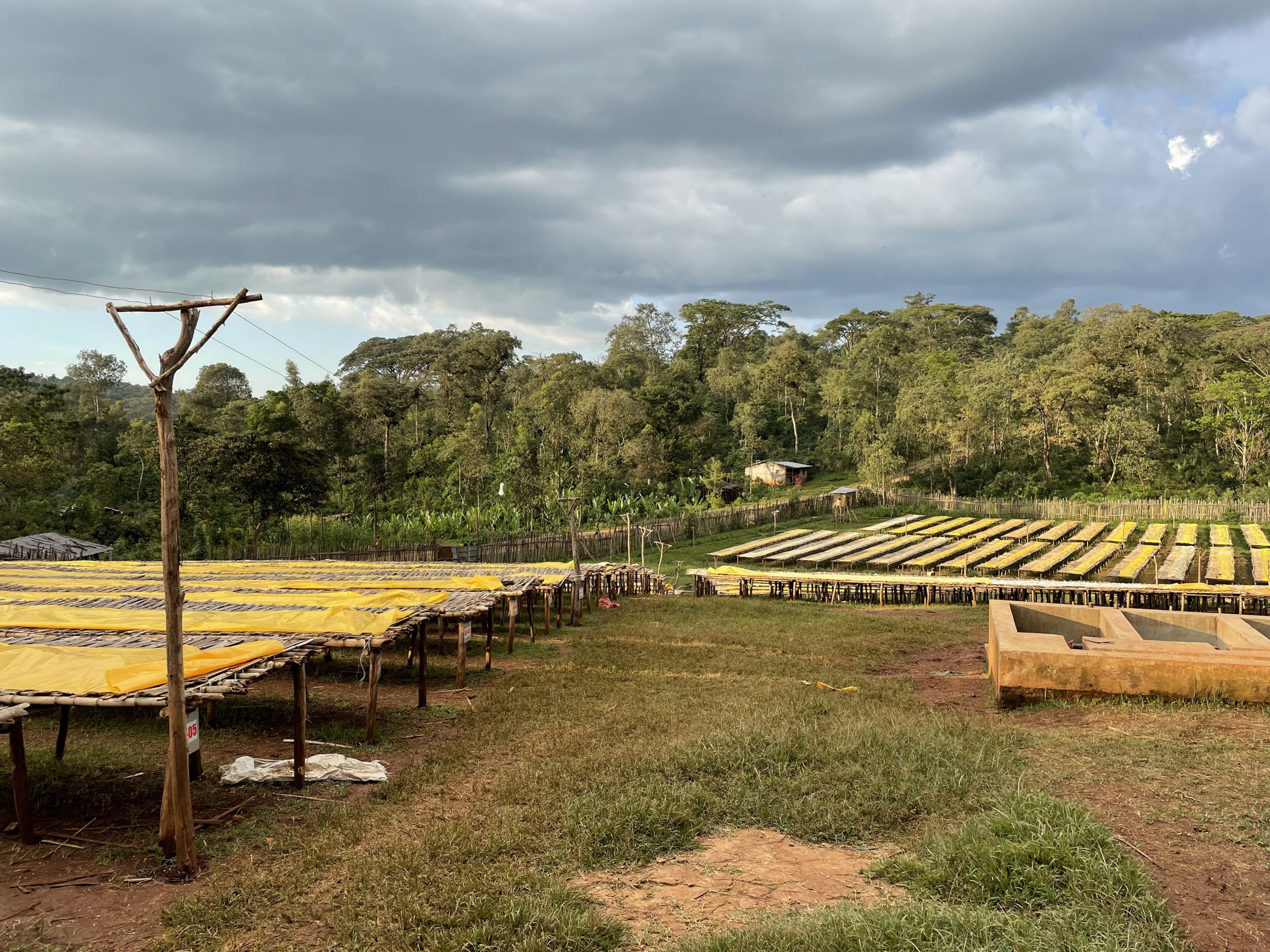 Beloya, Natural - Ethiopia