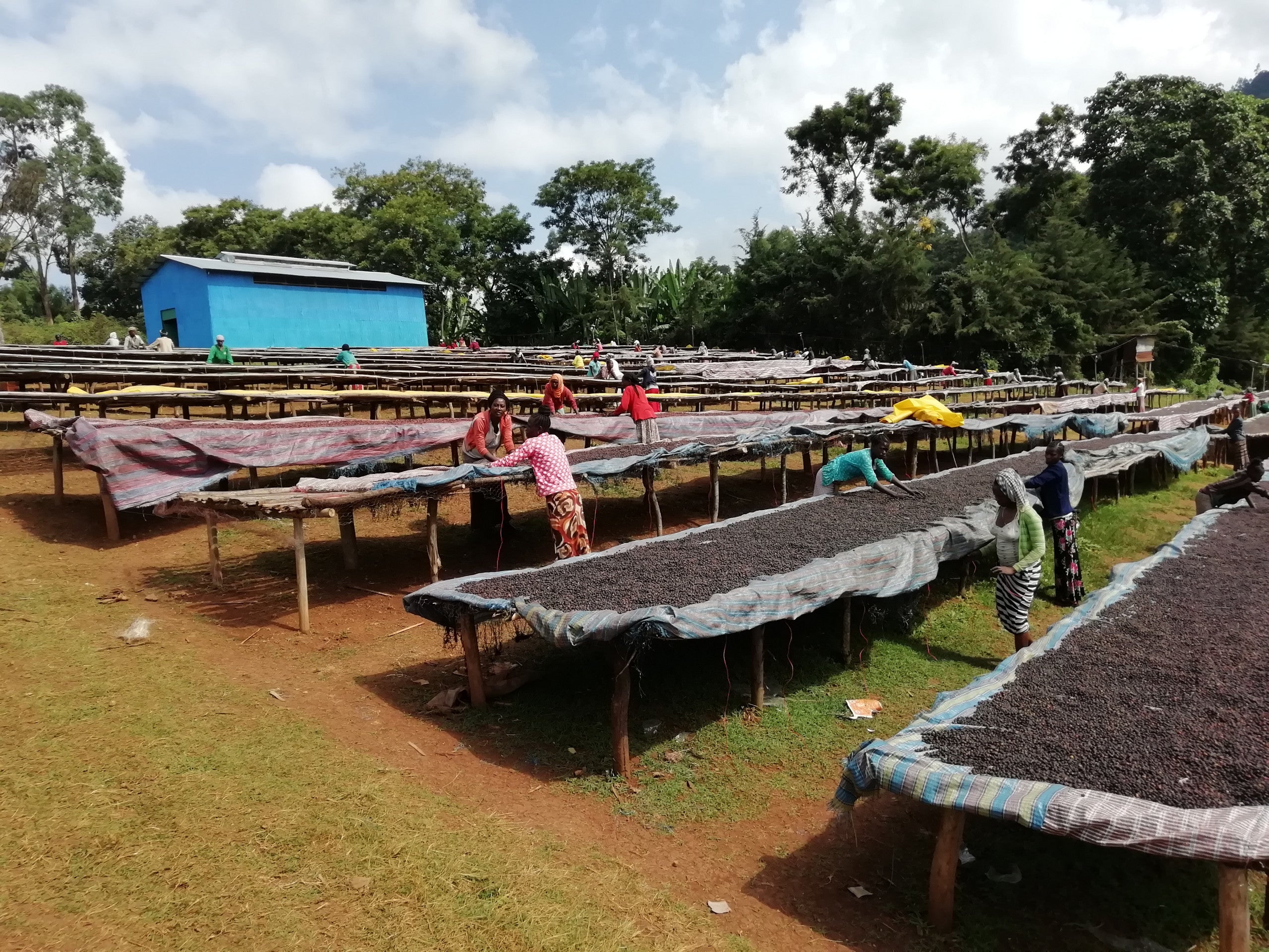 Beloya, Natural - Ethiopia