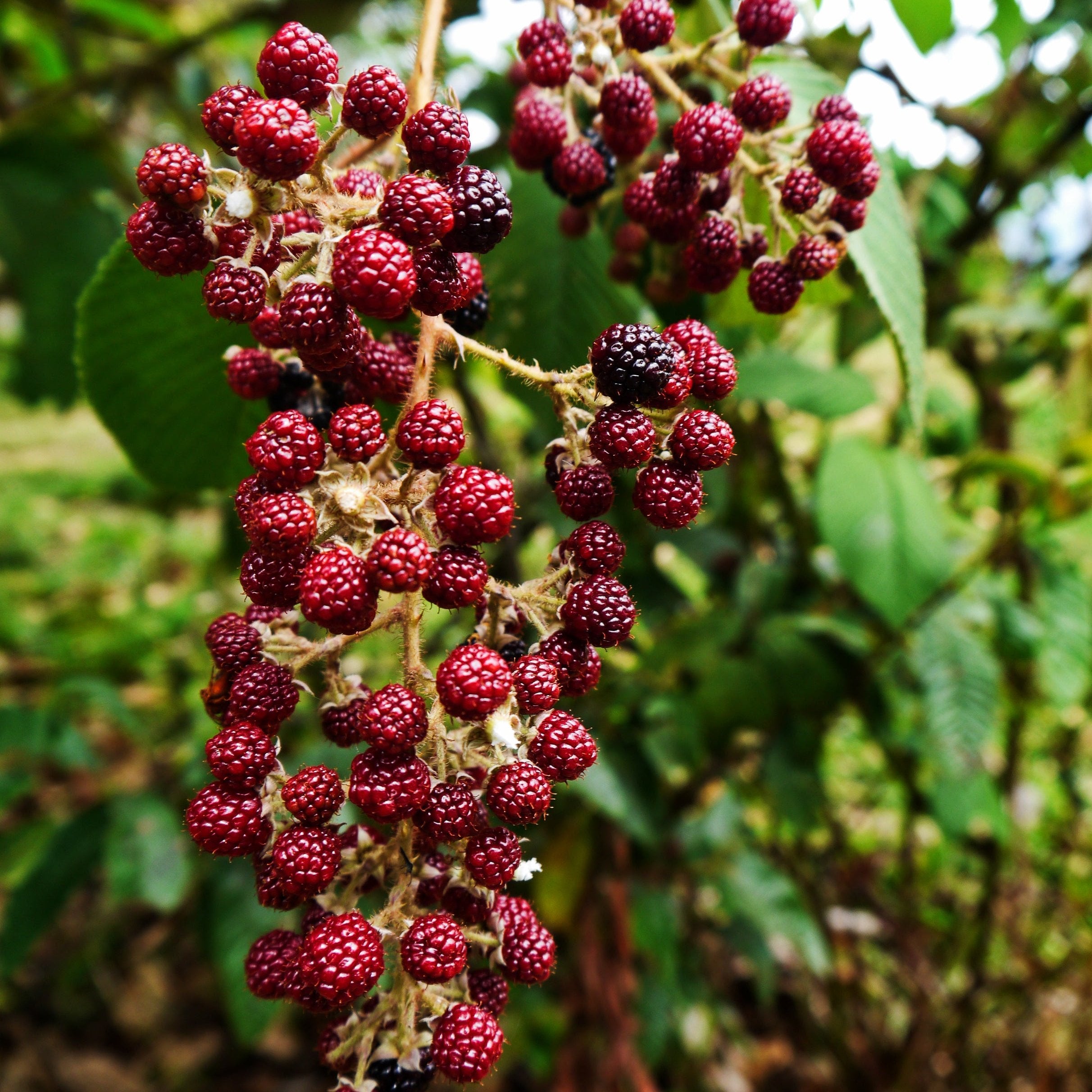 Fenix Decaf - Colombia