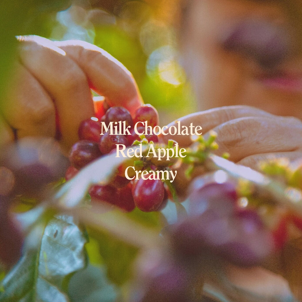 Primavera Sisterhood Guatemala