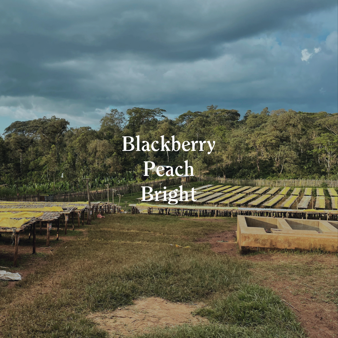 Beloya, Washed - Ethiopia